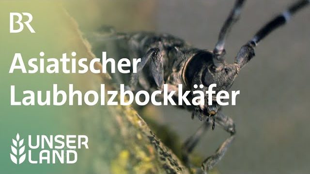 Vorschaubild zum Video: Asiatischer Laubholzbockkäfer in Miesbach Unser Land BR Fernsehen
